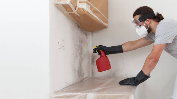 Professional Mold Cleanup technician working in Linden, TN