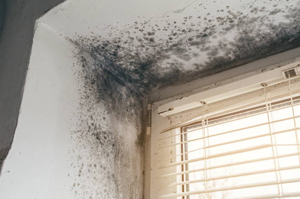 Affordable Mold Cleanup solutions in Linden, TN