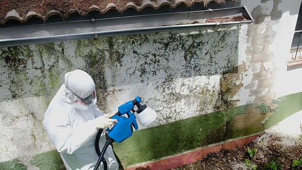 Top rated local Mold Cleanup specialists in Linden, TN